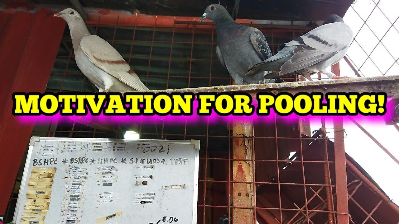 TIPS PARA MABILIS IBON SA POOLING SPRINT RACE!