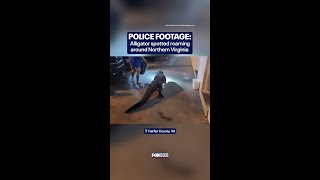 Alligator found roaming around outside Virginia motel