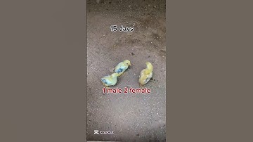 one male and two female aseel chicks  transformation vedio ❤️❤️ #aseelmurga #aseel #chicks #shorts
