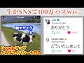 X、動物がレスバして万バズする時代にww