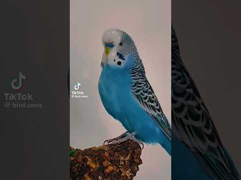 صوت تغريد بادجي طيور البادجي