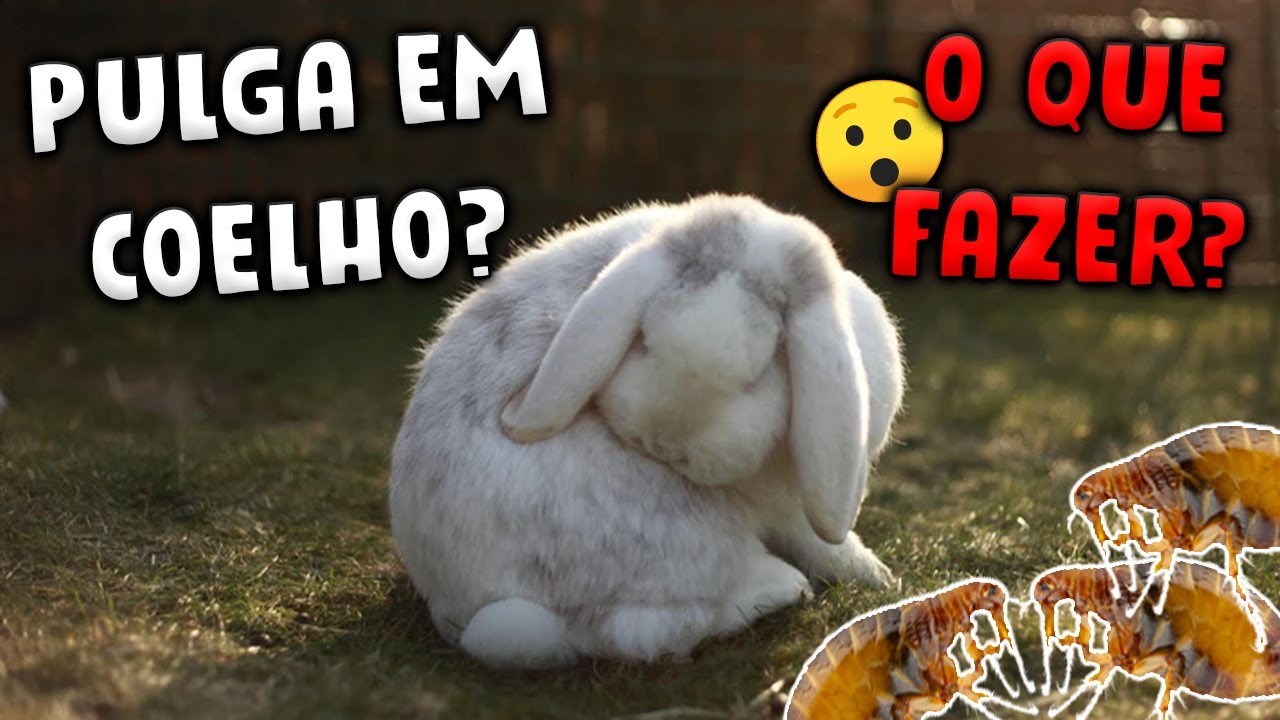PULGA EM COELHOS? | ACABE COM ELAS IMEDIATAMENTE