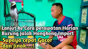 CARA PERAWATAN HARIAN BURUNG JALAK HONGKONG IMPORT SUPAYA CEPAT GACOR DAN JINAK.