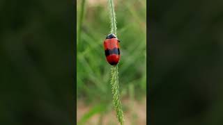 Why Do Ladybugs Mean Good Luck?