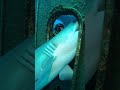 #DeepSea #Ocean #ScubaDiving #Underwater #Exploration #LostTreasures #Mystery 😍