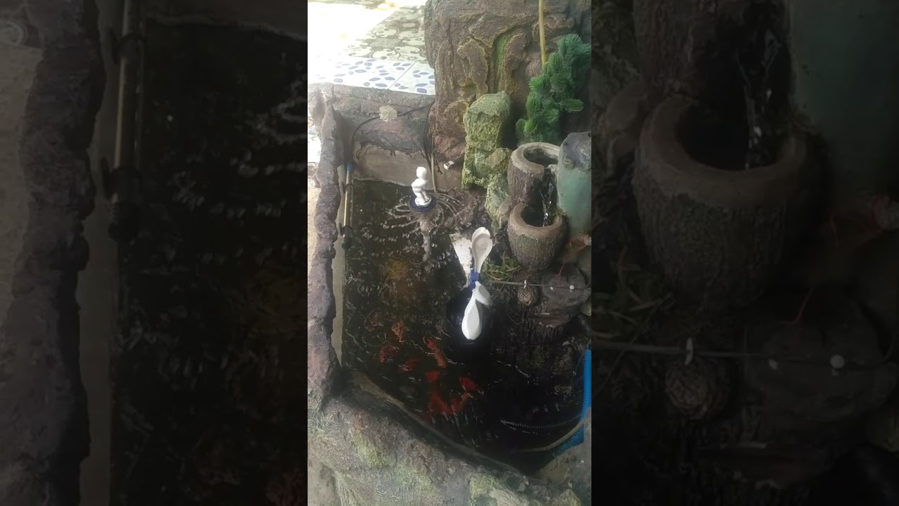 Kolam koi depan rumah - YouTube