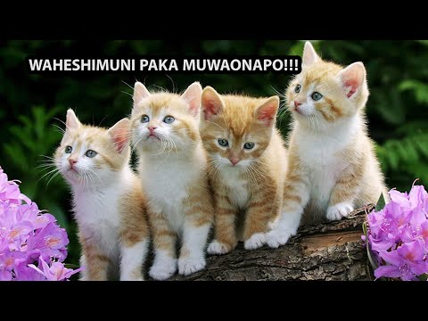 Video: Jinsi Ya Kuburudisha Paka