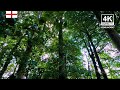4K England Background | Somerset | Relaxing Ambient Wallpaper | 358