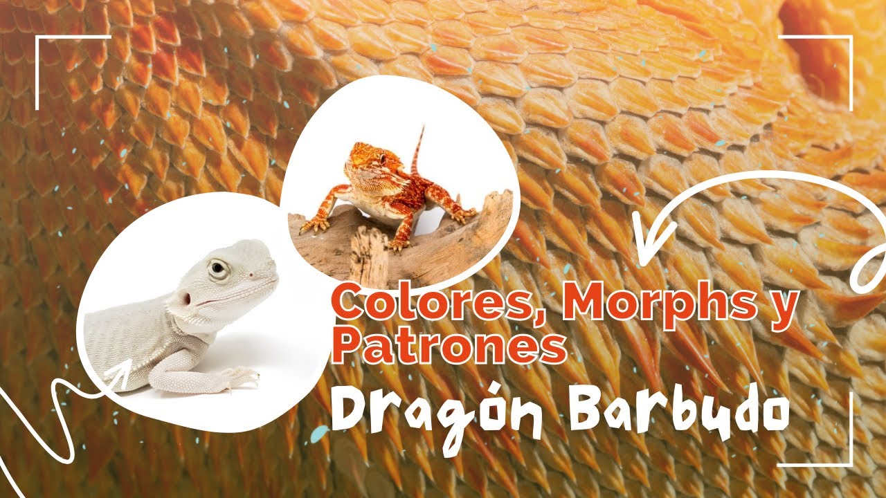 T2EP07  MORPHS y  cruzas PROHIBIDAS en DRAGONES BARBUDO ❌🐉 | Cotilleo Bichero 🎙️🐍