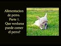 👉 Qué verduras puede comer un perro y cuáles son peligrosas 🐩🥕🥒