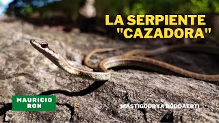 La serpiente &quot;cazadora&quot; Mastigodrya boddaerti 🐍