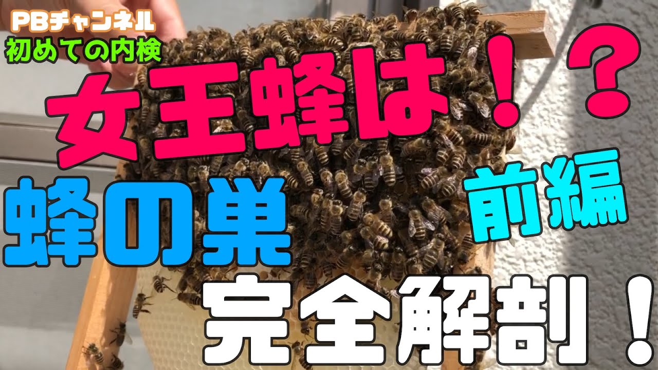 初めての巣の中、大解剖！女王蜂は、見つけられるのか？【前編】【日本ミツバチ庭先養蜂家】【日本ミツバチ庭先養蜂家】