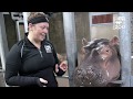 Hippo Fiona and Her Moms Favorite Foods Part 2 - Cincinnati Zoo