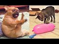 Try Not To Laugh or Grin While Watching Funny Animals Compilation #20