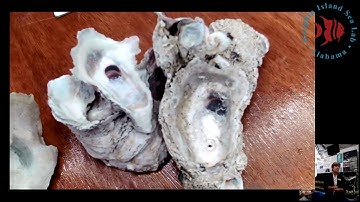 World Oceans Day: Oysters: Why we need them and local efforts to restore oyster reefs.