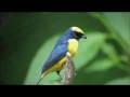 Manuel Antonio birding -- Yellow-crowned euphonia