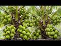🔴 How To Grow Coconut Trees From Coconut at Home Step-by-Step Guide #livestream #live