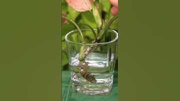 SIMPLEST Aglaonema PROPAGATION