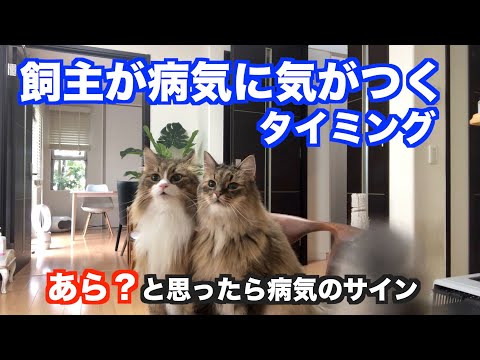 あら?飼主が病気に気がつく瞬間。ノルウェージャンフォレストキャットの病気のサイン
