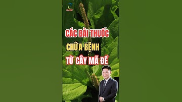 6 Bài Thuốc Hay Từ Cây Mã Đề – Thanh Nhiệt, Giải Độc, Tiêu Viêm Cực Tốt!