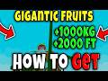 How to GET GIGANTIC PLANTS in GROW A GARDEN 2 Roblox