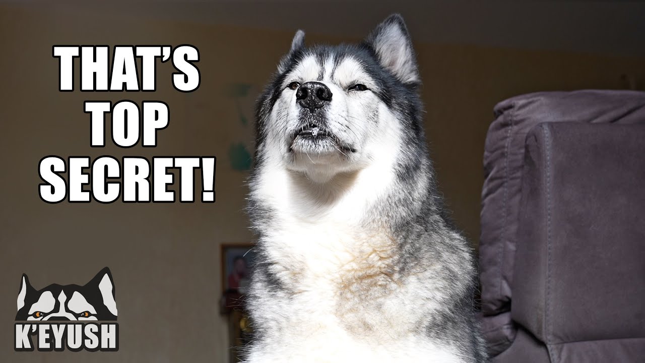 My Husky Has Secrets He Won’t Tell!