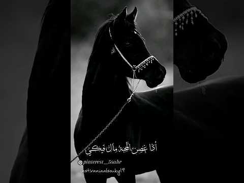 أنا وانت رفاق الدرب يا بله اذا غصن المحبة مال فيكي مسلسل زند ذئب العاصي حالات واتس وانستاغرام تيك