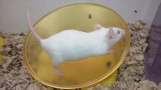 Смешные мышки  Позитив  Funny Pet White Mice