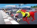 49 incredible animals race go headtohead in the animal grand prix 