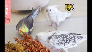 三只鹦鹉们初次见面的尴尬现场。【马可波罗show】Cockatie