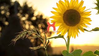 Kuzu Mellow - Sunflower Feelings (Prod. Korou)