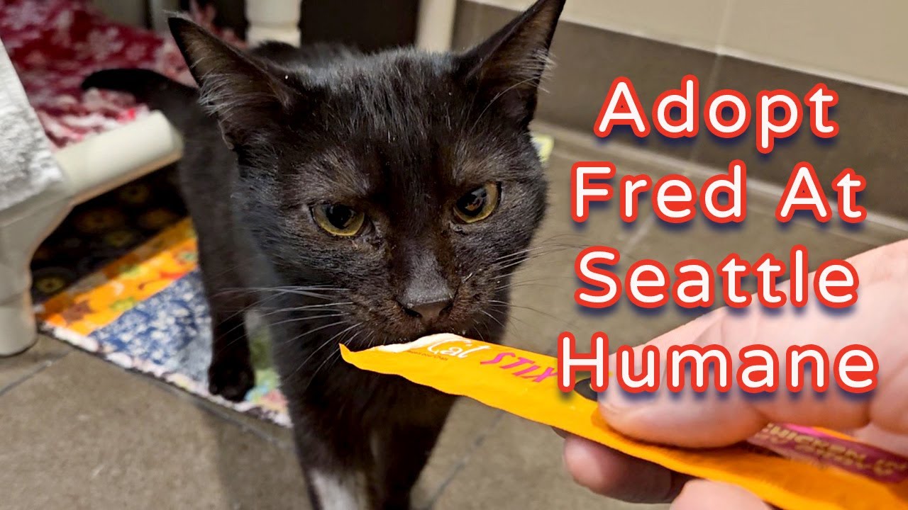 Adopt Fred At Seattle Humane - YouTube