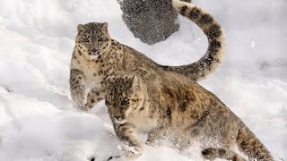 Facts About Snow Leopards: The Ghosts of the Mountains screenshot 5