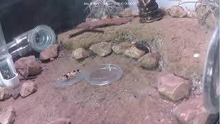 🐜 Arena, Day 1991 #1, Messor Barbarus Ant Farm Video Diary