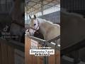 Retour sur les vlog poulinage du premier poulain de lanne  cheval equestrian poulain poney