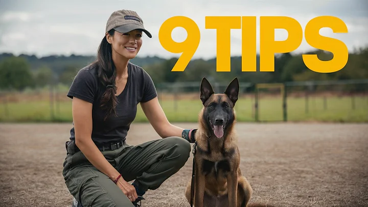 Belgian Malinois: The Ultimate Ownership Guide