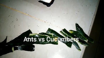 Ants vs Cucumbers | hindi makatawid ang mga Ants sa balat ng Cucumber