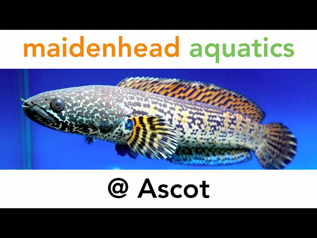 Maidenhead Aquatics @ Ascot