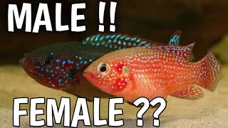 How can you tell if a red jewel cichlid is male or female | Red jewel cichlid male or female.