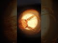 Ant Lion Microscope Slide