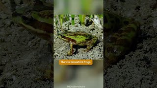 Yes, Los Angeles Has a River (And There Are Still Frogs In it)| SoCal Wanderer | PBS SoCal