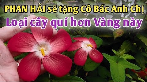 Loại cây trị Suy nhược cơ thể tuyệt vời. PHAN HẢI Channel.