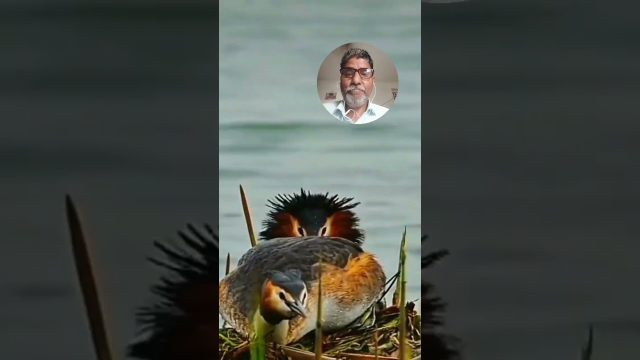 River Water Nest #shorts #birds #birdsong #animals - YouTube
