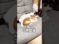 先住猫が子猫を受け入れるまでには時間が必要でした#shorts