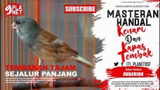 MASTERAN AMPUH || KAPAS TEMBAK DAN KENARI || DURASI 1 JAM || MASING MASING 30 MENIT