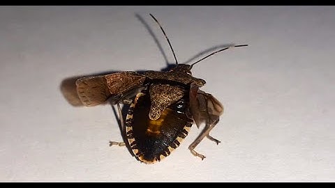 Halyomorpha Halys (Brown Marmorated Shieldbug/StinkBug) an imitation of a human face under the wings