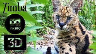 5 Servals Living In A Basement