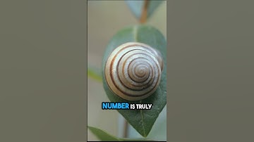Nature: math in action