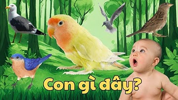 Dạy Bé Học Các Con Vật | Tên Và Tiếng Kêu Nhiều Loài Chim Xinh Đẹp | Con Gì Đây