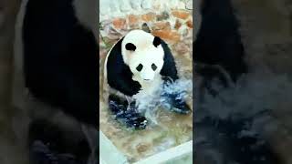 انظر إلى هذه الباندا الجميلة انها تلعب في المياه فيديو رائع /funny animals #shorts #animals#حيوانات